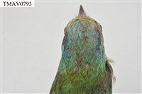 五色鳥藏品圖，第19張